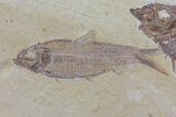 Diplomystus & Knightia Fossil Fish Association - Wyoming #79825-1